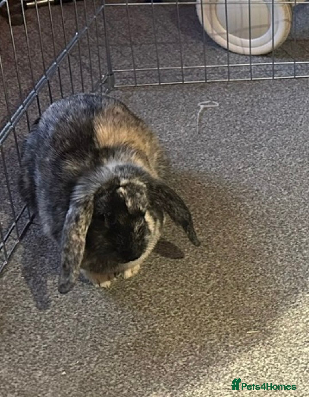 French Lop rabbits for sale: Lop rabbit for rehoming - Advert 2
