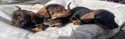 Miniature Dachshund dogs for sale: MINI WIRES KC REG PRA CLEAR - Advert 7