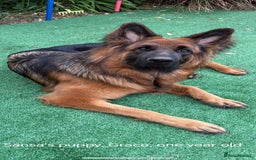German Shepherd dogs for sale: Long coat German Shepherd puppies  - Image 22