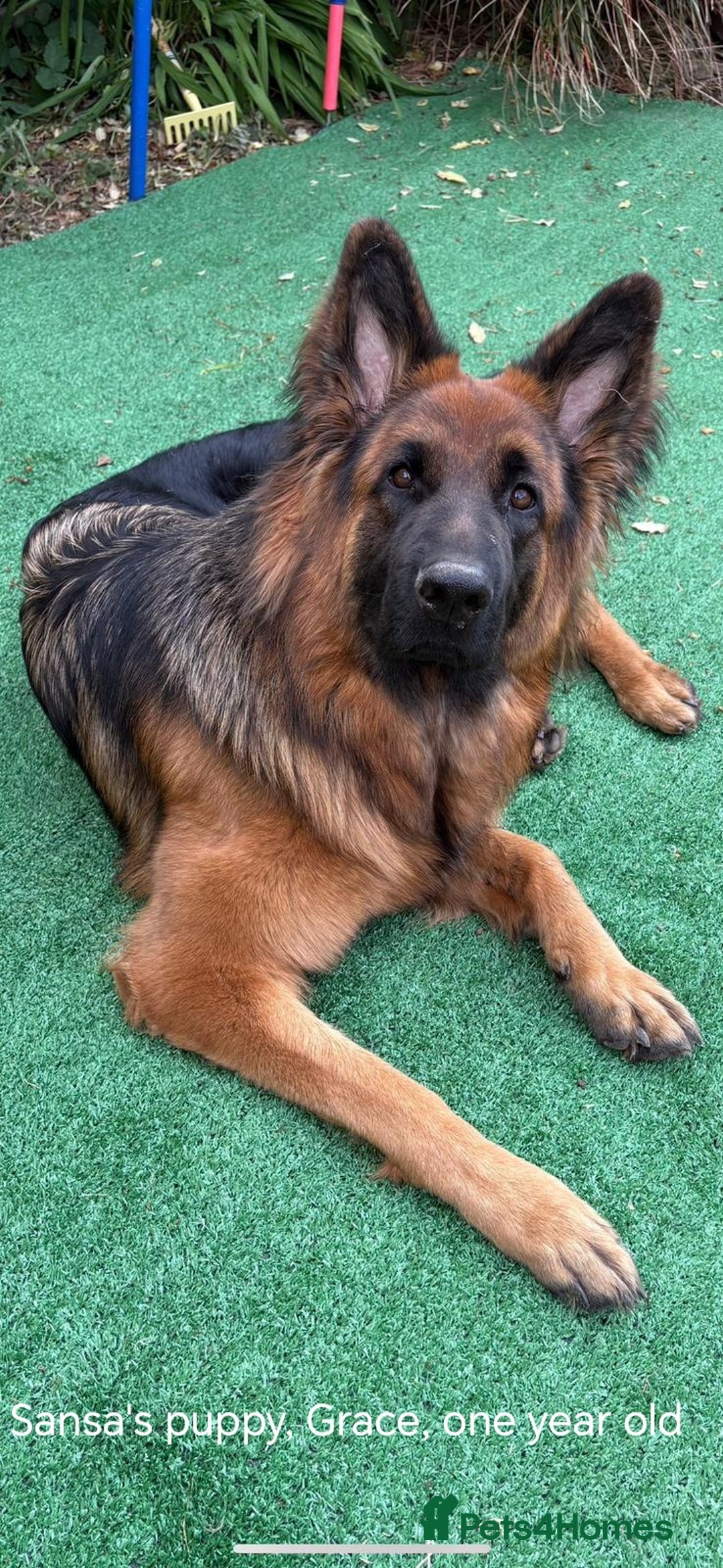 German Shepherd dogs for sale: Long coat German Shepherd puppies  - Image 22