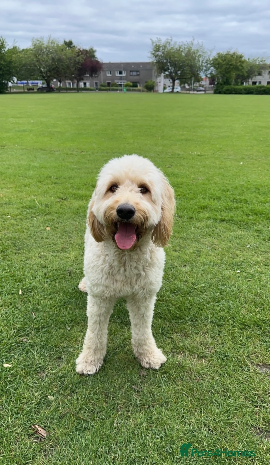 Goldendoodle dogs for sale: Standard F2 Golden Doodle Puppies - Advert 8