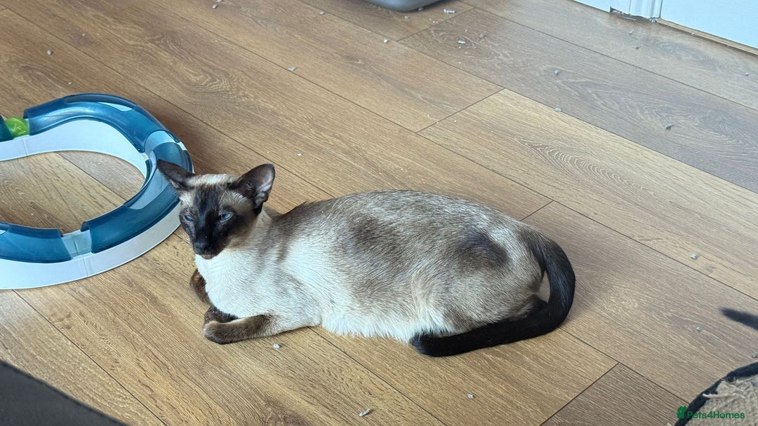 Siamese cats for sale: Siamese GCCF Registered Kittens - Image 18