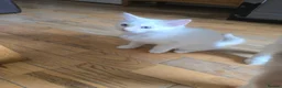 Ragdoll cats for sale: 🐾 Beautiful Ragdoll Kittens ready to leave 🐾 - Advert 24