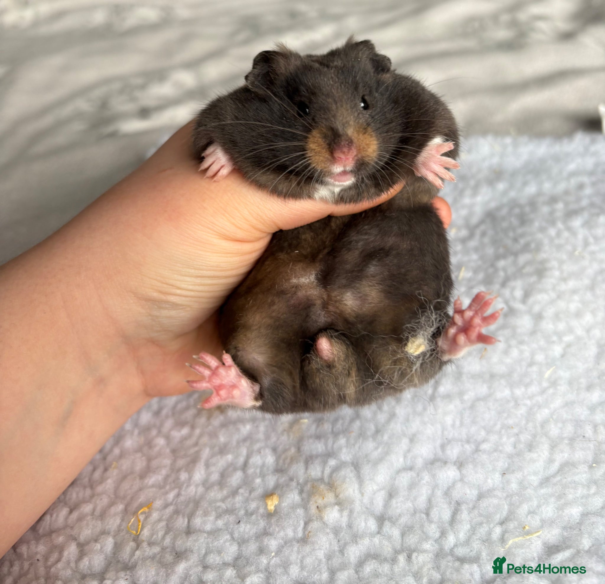 Hamster rodents Pedigree Syrian hamster pups - Advert 13