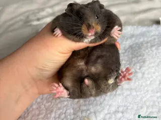 Hamster rodents Pedigree Syrian hamster pups - Advert 13