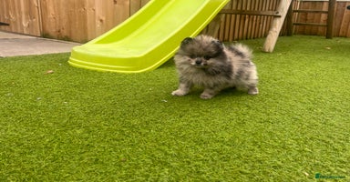 Pomeranian dogs - Advert 9