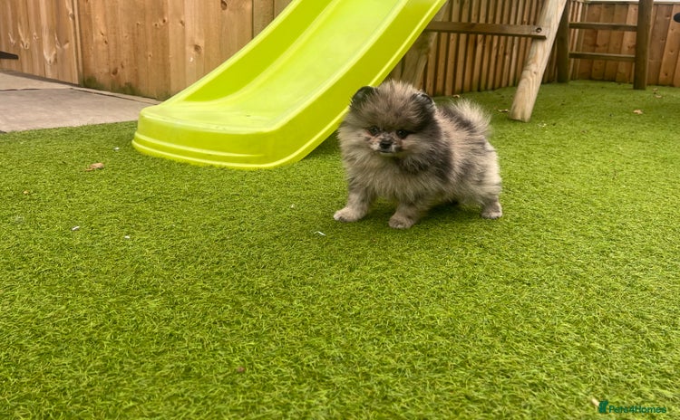 Pomeranian dogs - Advert 1
