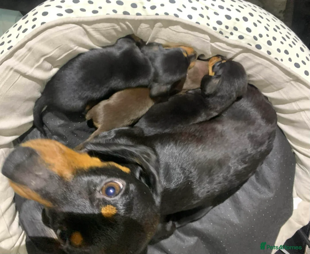 Miniature Dachshund dogs for sale: Miniature dashund puppies  - Advert 7