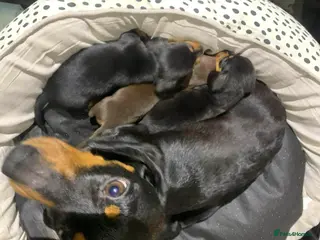 Miniature Dachshund dogs 2 mini daschunds boy&girl kc registered - Advert 1