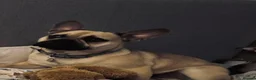 Frug dogs for sale: Milo the frug - Advert 3