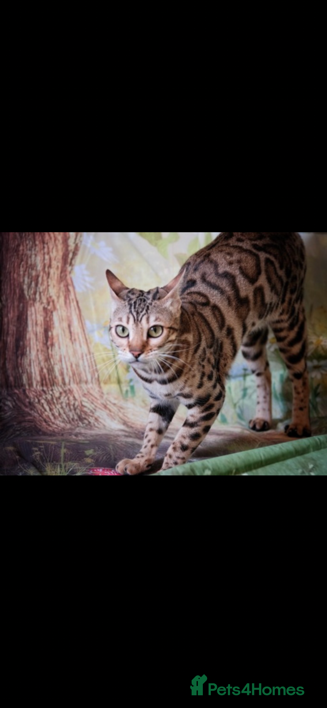 Bengal cats for sale: 😻🐱 Cherry Blossom 🍒 Neutered female - Image 5
