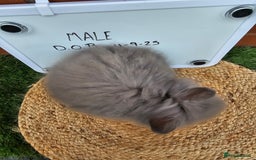 Lionhead rabbits for sale: Double Maned Lionhead  - Image 5
