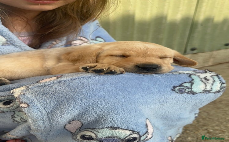 Labrador Retriever dogs - Advert 2