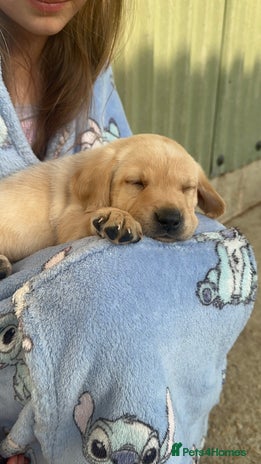 Labrador Retriever dogs - Advert 3