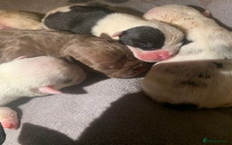 American Bully dogs for sale: 8   day old pocket bully pups  - Image 5