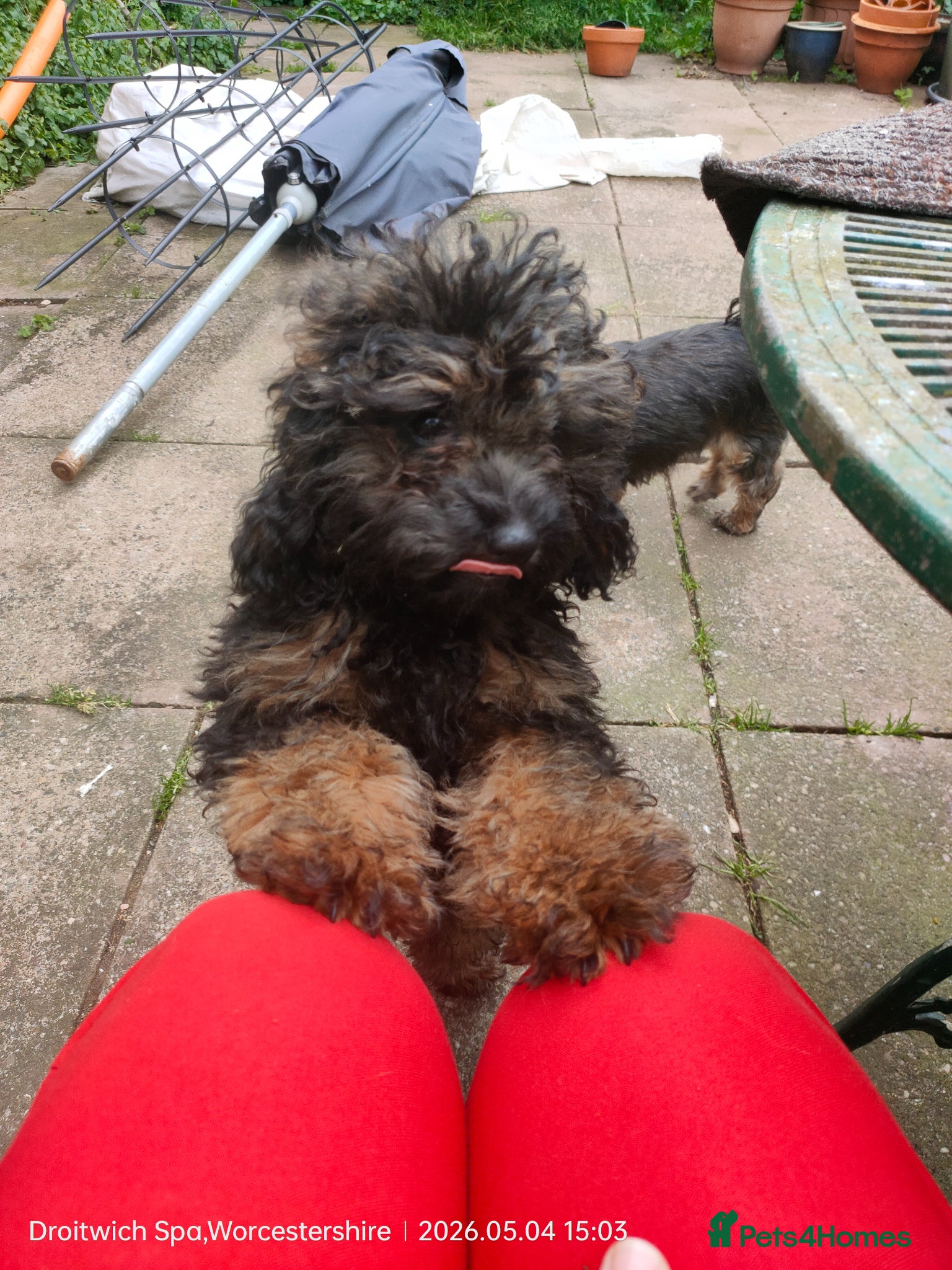 Shihpoo dogs F1b Fully Health Tested Shihpoo (1 boy left) - Advert 1
