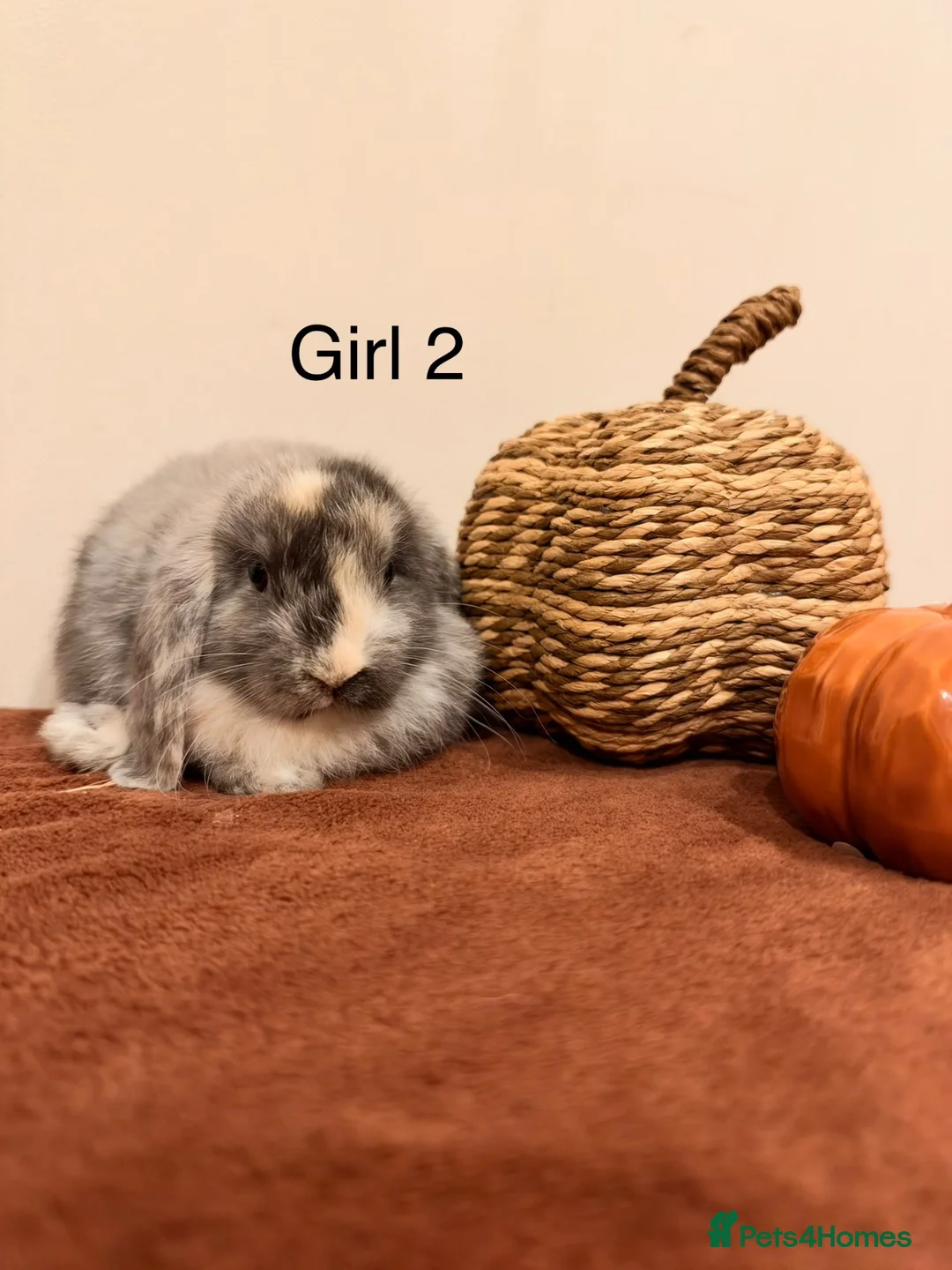 Mini Lop rabbits for sale: Harlequin Mini Lops🐰✨ - Advert 2