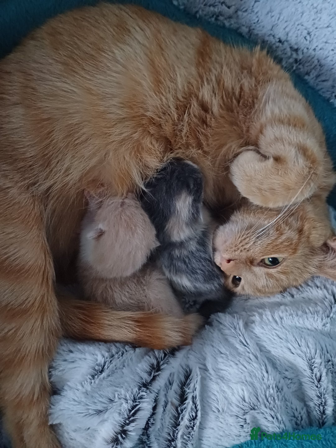 Mixed Breed cats for sale: White and beige kitten - Image 7