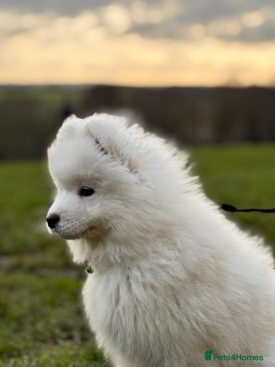 Samoyed dogs for sale: Lovely 4 GIRLS Samoyed puppy - Advert 29