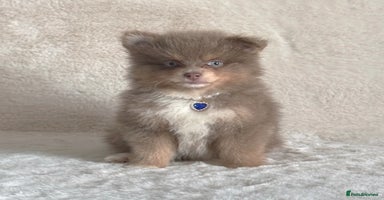 Pomsky dogs - Advert 1