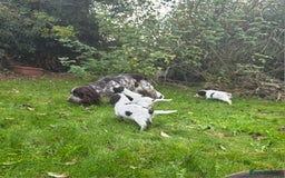 Cocker Spaniel dogs for sale: WORKING COCKER SPANIELS ..DNA CLEAR - Image 32