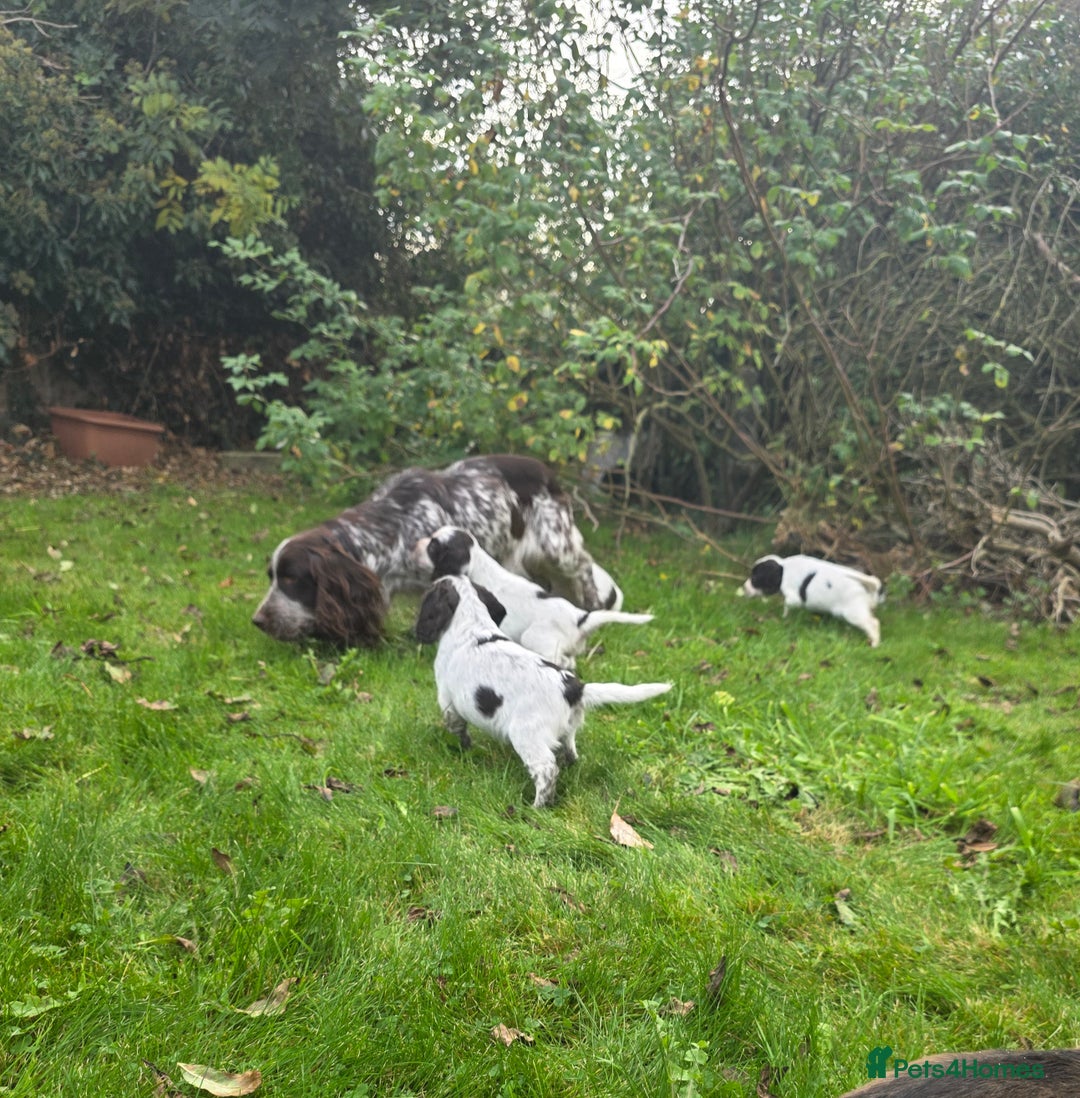 Cocker Spaniel dogs for sale: WORKING COCKER SPANIELS ..DNA CLEAR - Image 32