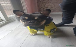 French Bulldog dogs for sale: My 5 year old Rocky - Image 1