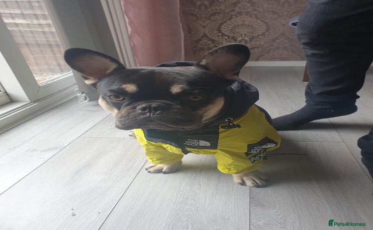French Bulldog dogs - Advert 11