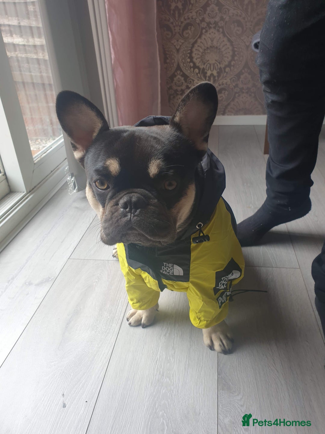 French Bulldog dogs for sale: My 5 year old Rocky - Image 1