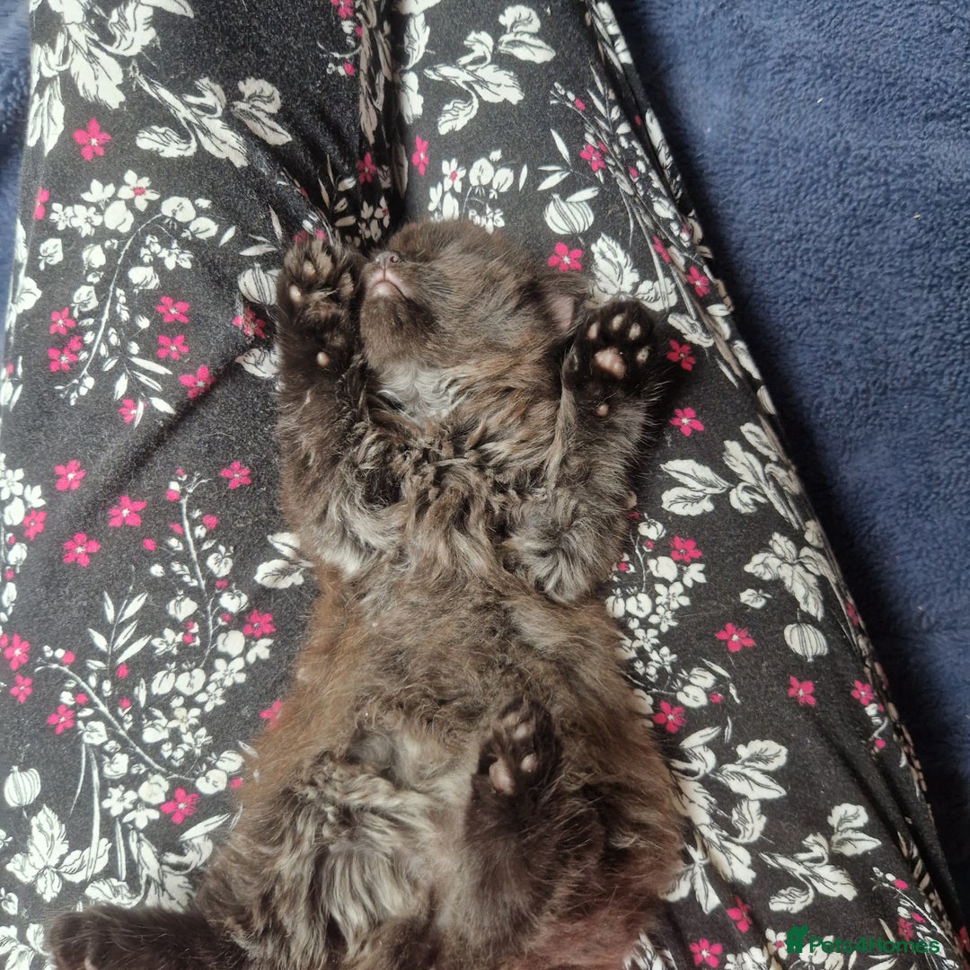 Mixed Breed cats for sale: Stunning kitty's please read full ad  - Image 14