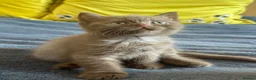 British Shorthair cats for sale: Champion British shorthair kittens very rare  - Advert 7