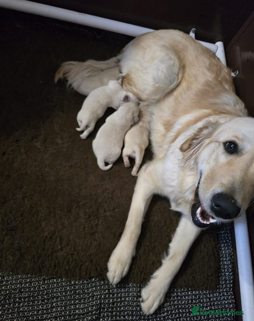 Goldador dogs for sale: Goldador puppy's  - Advert 3