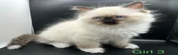 Ragdoll cats for sale: Beautiful Ragdoll Kittens – 3 Girls & 2 Boys  - Advert 6