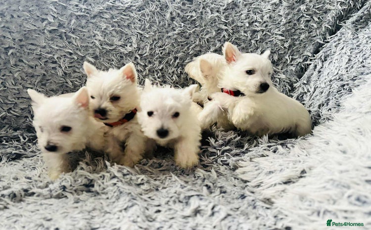 West Highland Terrier dogs West Highland  White Terrier Puppies  - Advert 2