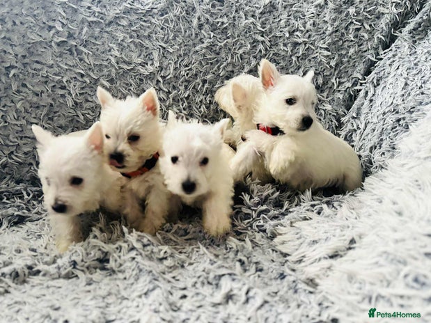 West Highland Terrier dogs West Highland White Terrier Puppies - Advert 1
