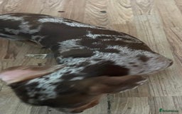 Dachshund dogs for sale: Male dachshund for sale  - Image 3