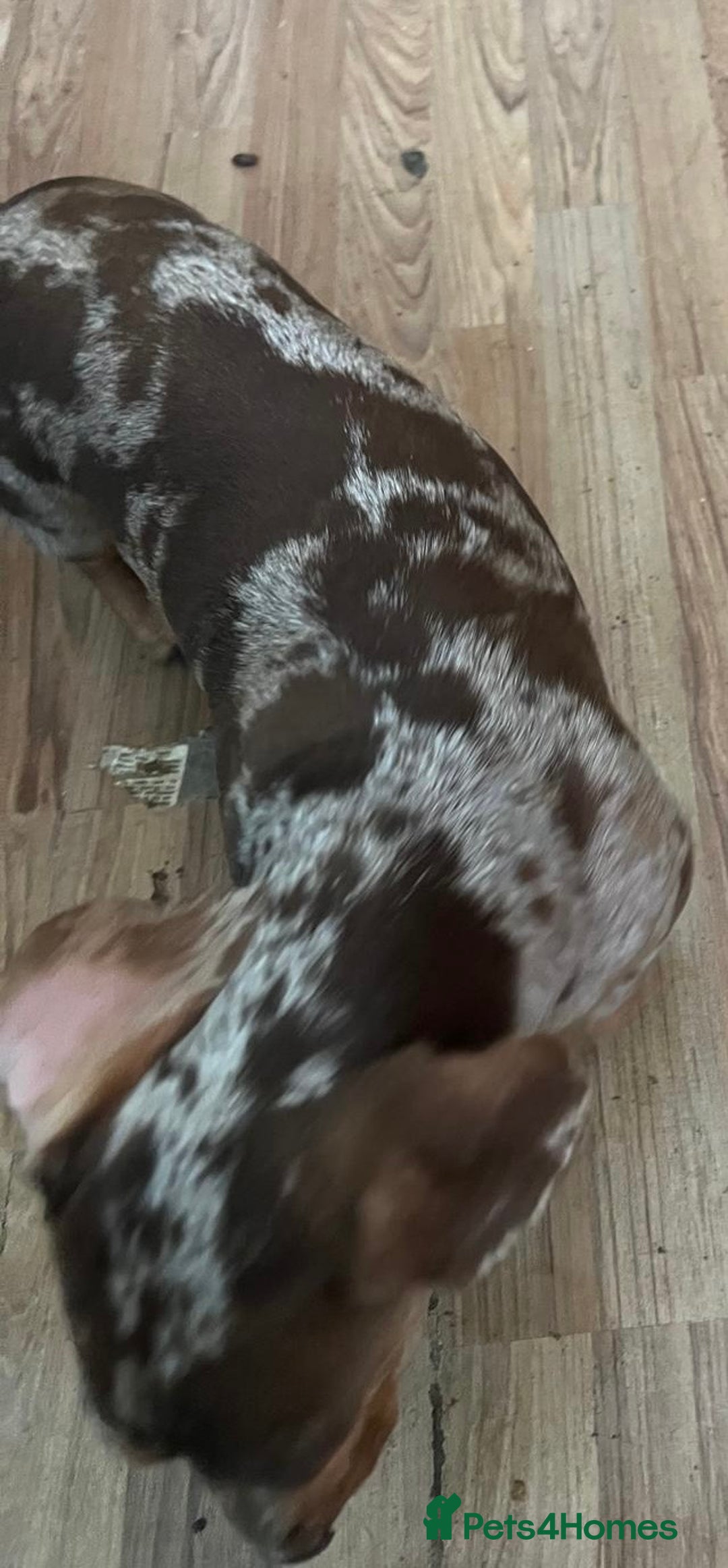 Dachshund dogs for sale: Male dachshund for sale  - Image 3