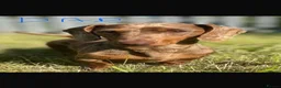 Dachshund dogs for sale: Gorgeous Dachshunds puppies skelmersdale  in Ormskirk - Advert 6