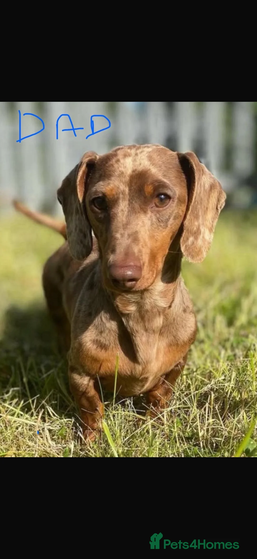 Dachshund dogs for sale: Gorgeous Dachshunds puppies skelmersdale  in Ormskirk - Advert 6