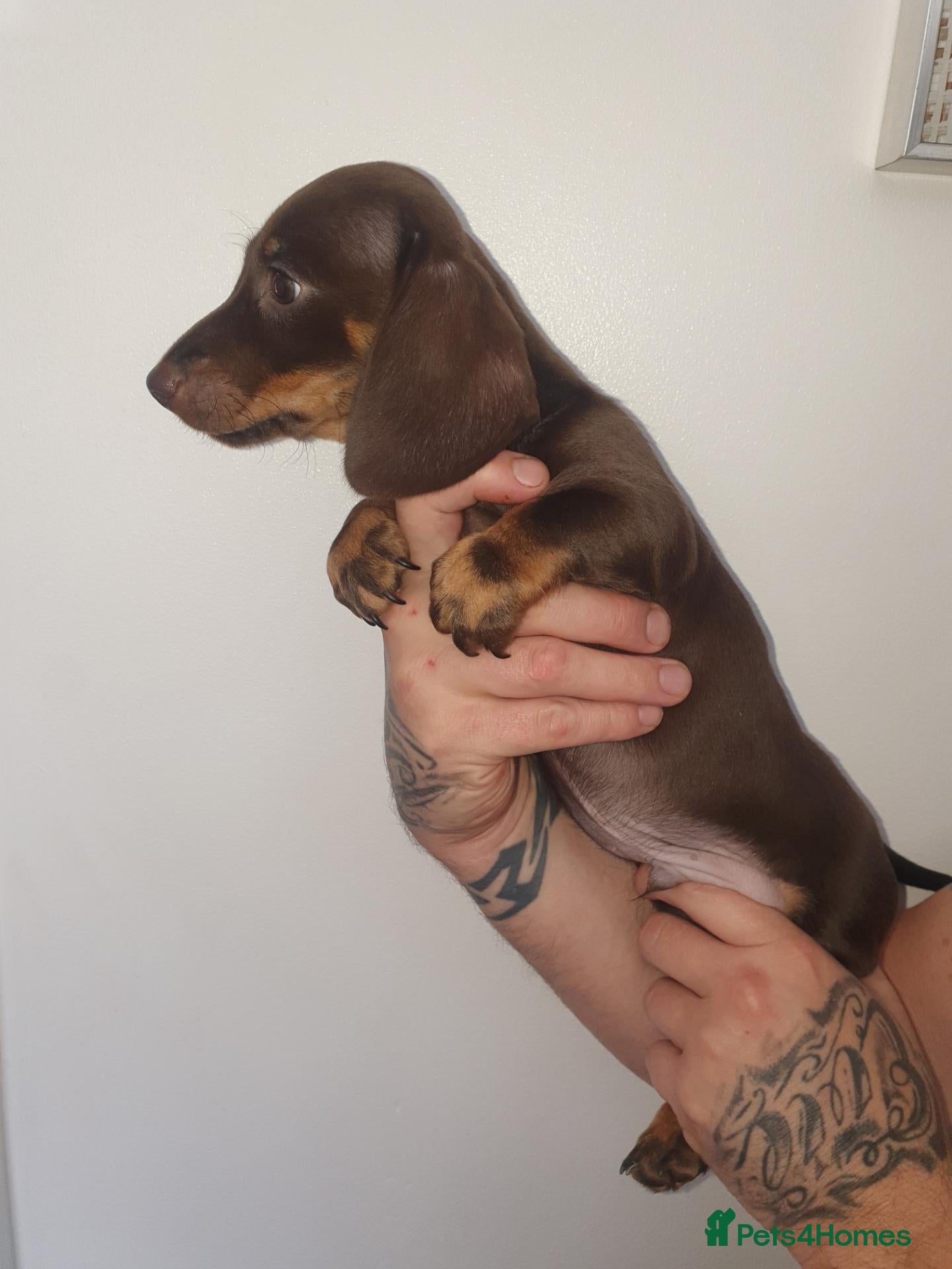 Dachshund dogs Ready now Smooth and long hair mini dashaunds  - Advert 16
