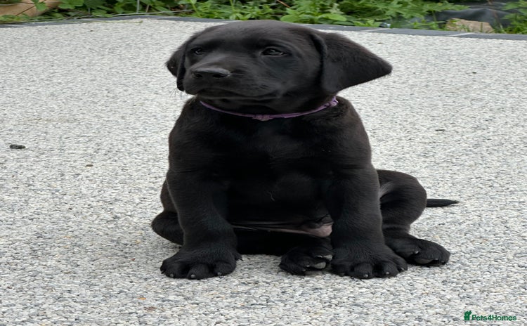 Labrador Retriever dogs - Advert 13
