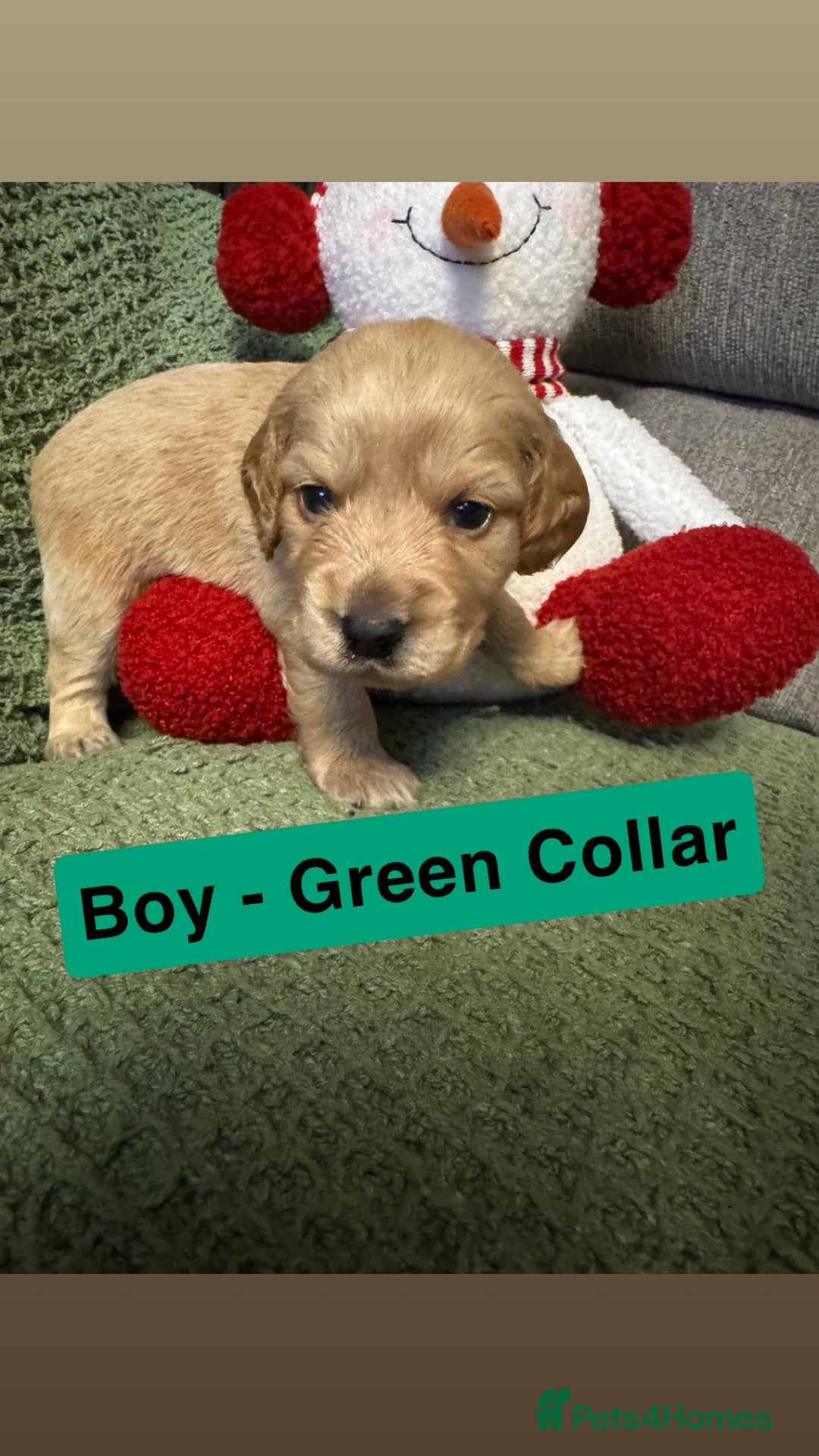 Cockapoo dogs for sale: F2 Cockapoo pups - Advert 28