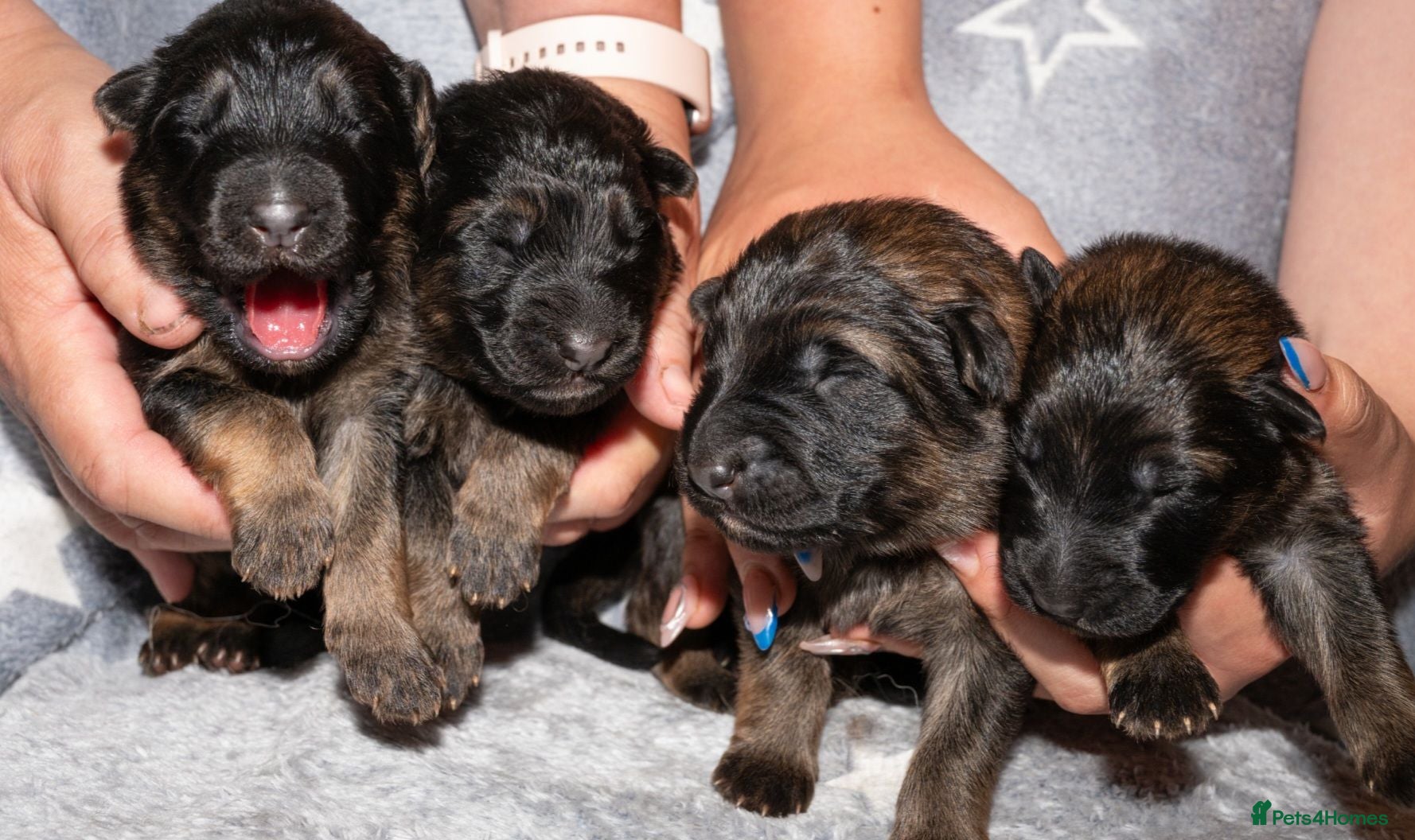 German Shepherd dogs KC  reg German shepherd Puppies  - Advert 1