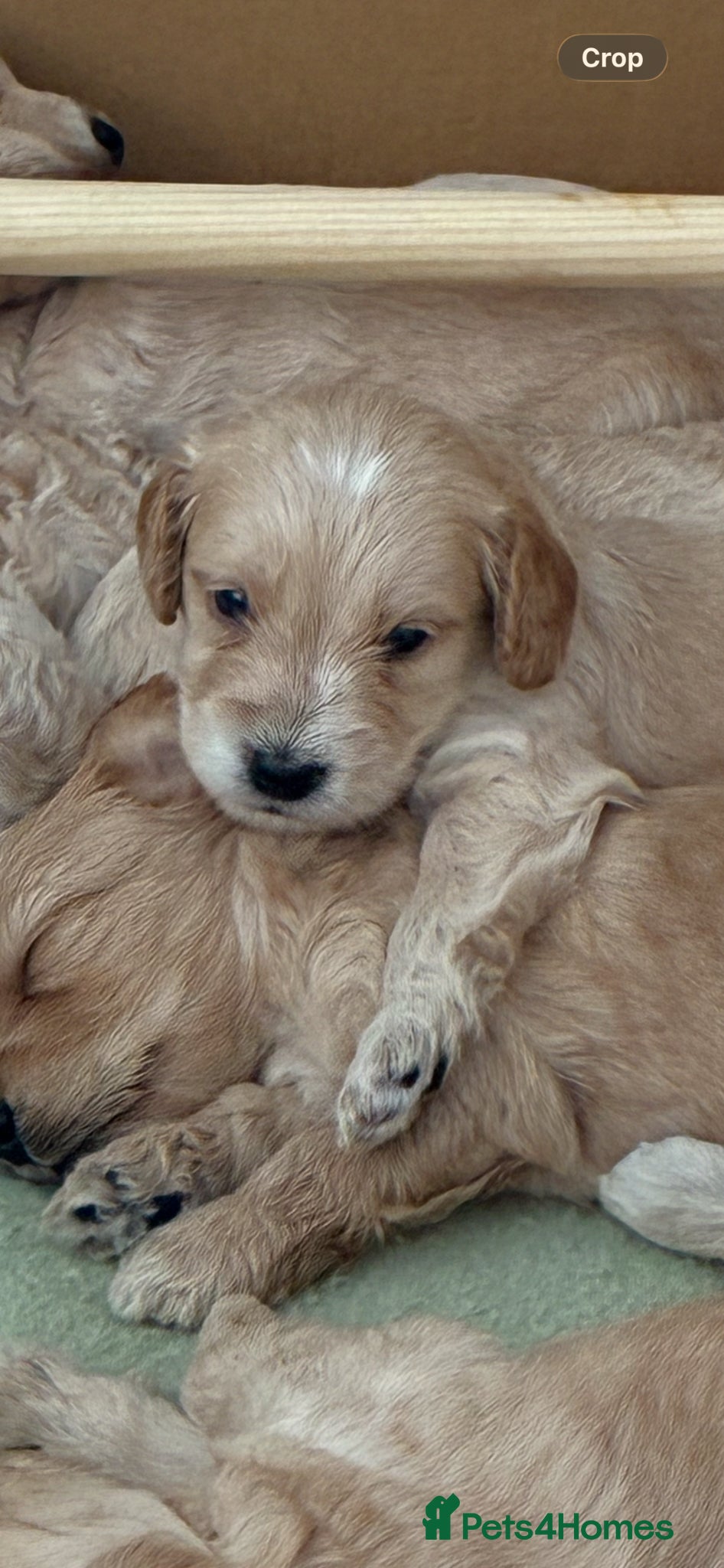 Cockapoo dogs for sale: F1B Cockapoos  - Advert 2