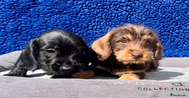 Dachshund dogs - Advert 7