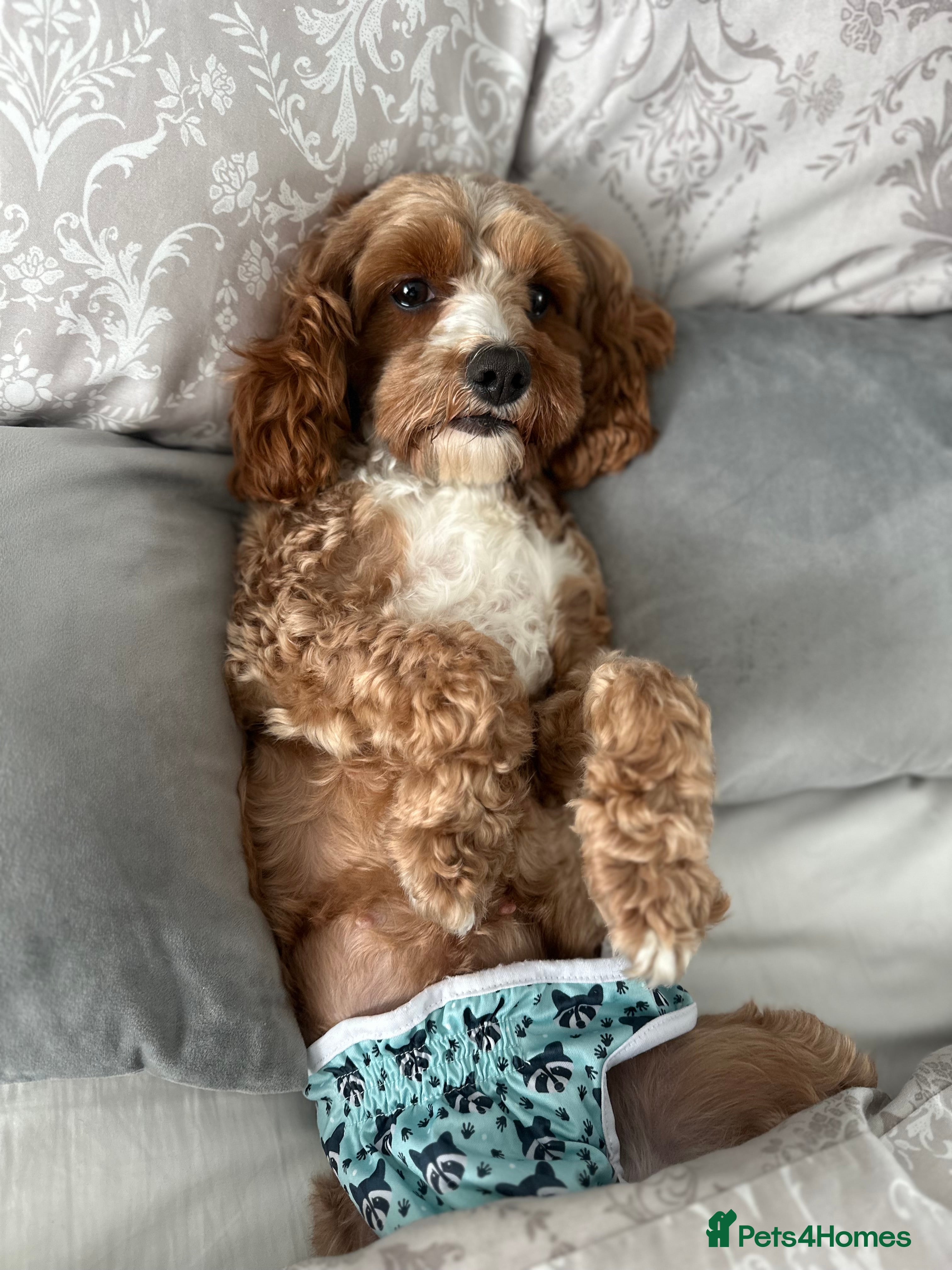 Cavapoo dogs Cavapoo f2 puppies  - Advert 2