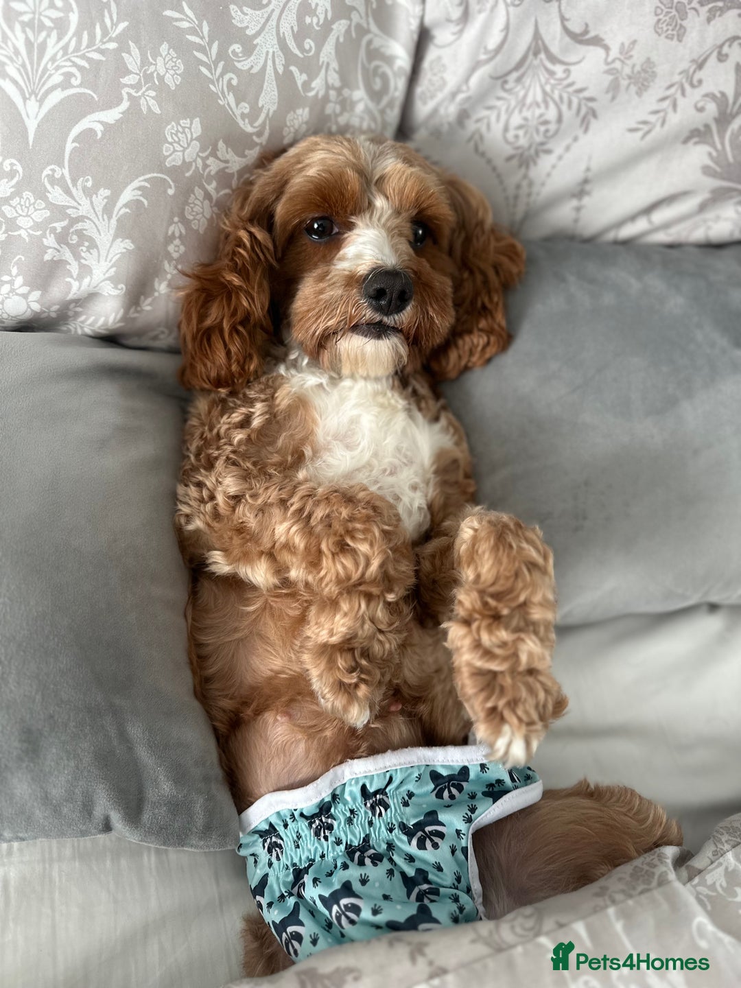 Cavapoo dogs for sale: Cavapoo f2 puppies  - Advert 1