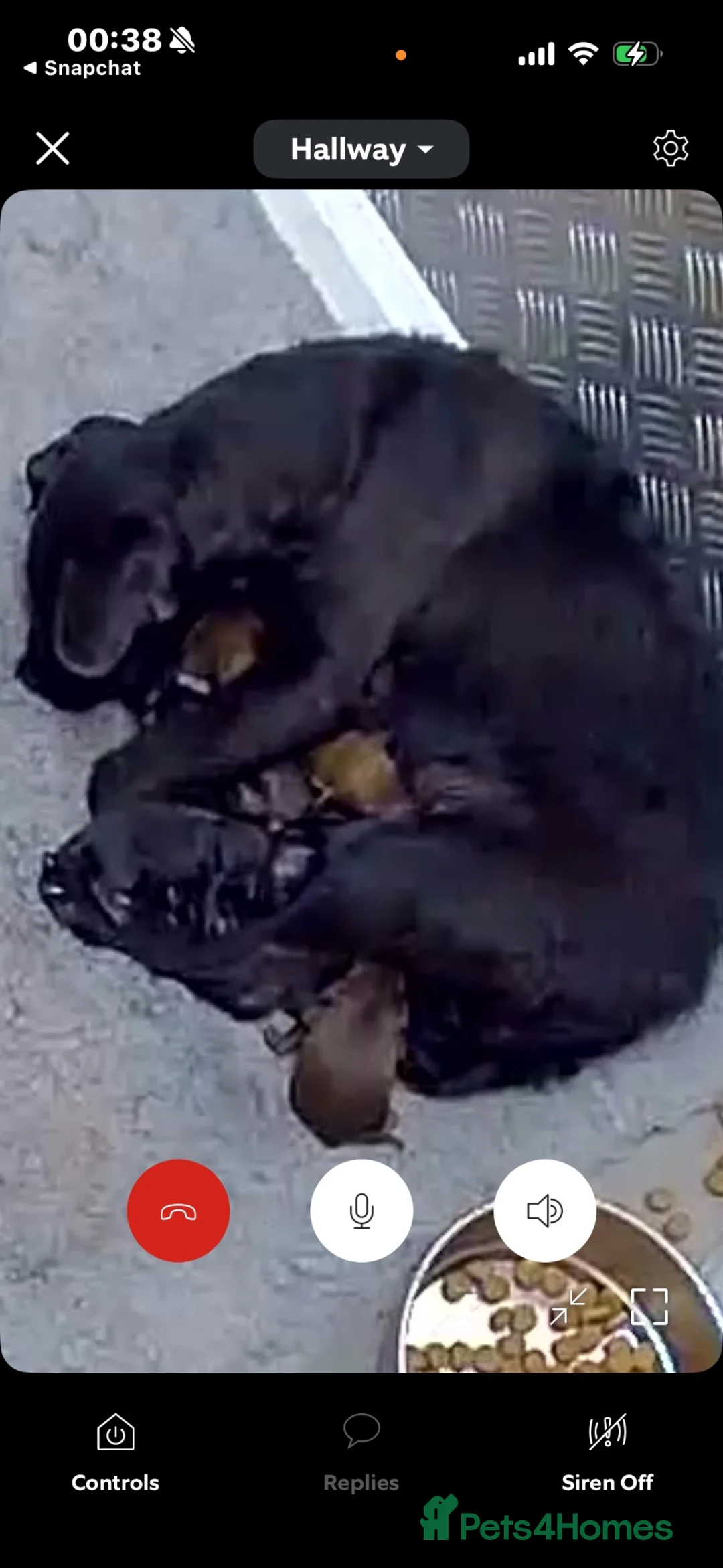 Patterdale Terrier dogs for sale: Patterdale puppies  - Advert 2