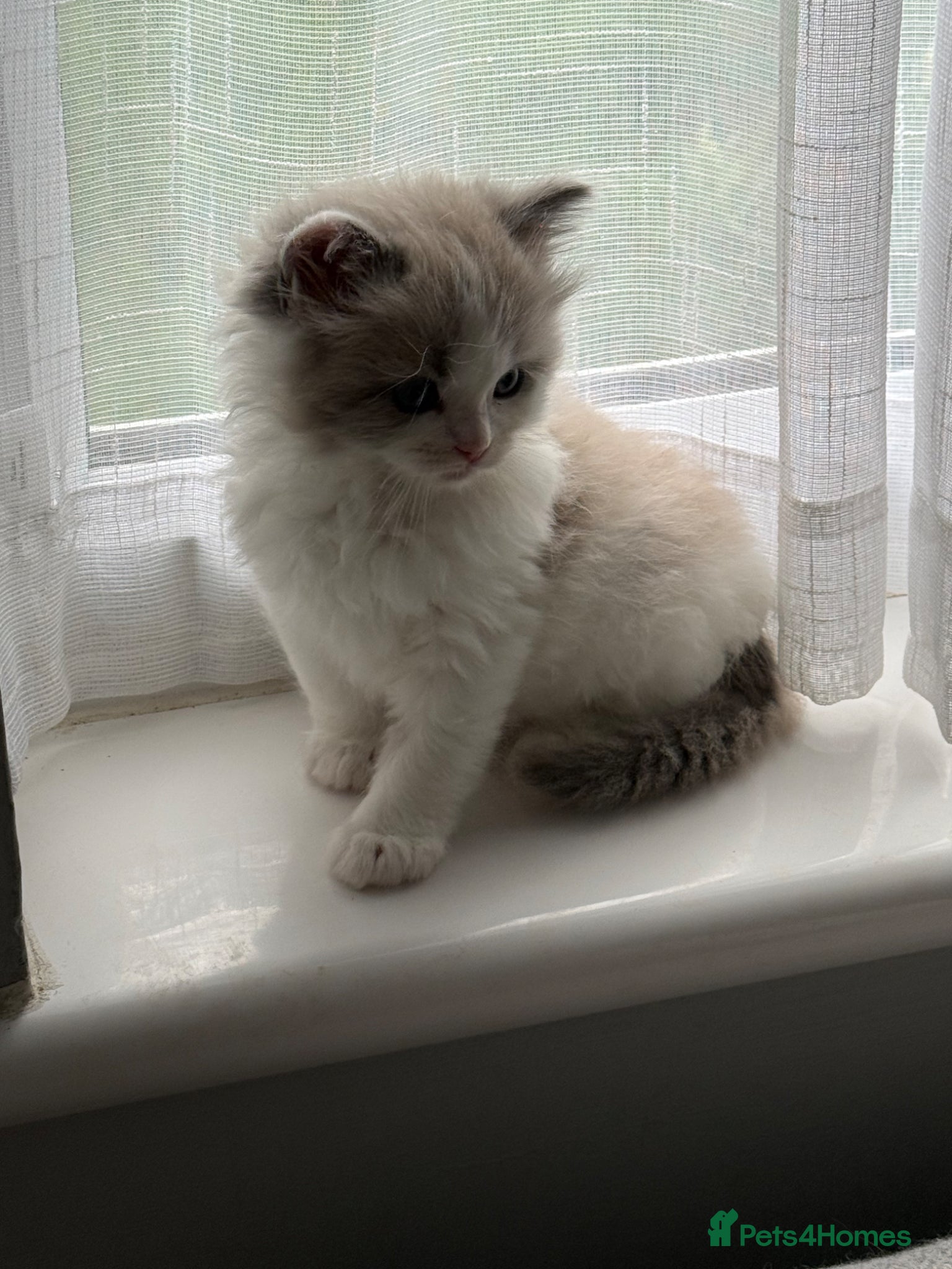 Ragdoll cats Gorgeous male kitten for sale - Advert 13