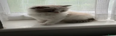 Ragdoll Kitten 1